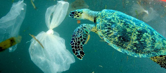 Le problème du gaspillage du plastique est devenu universel.