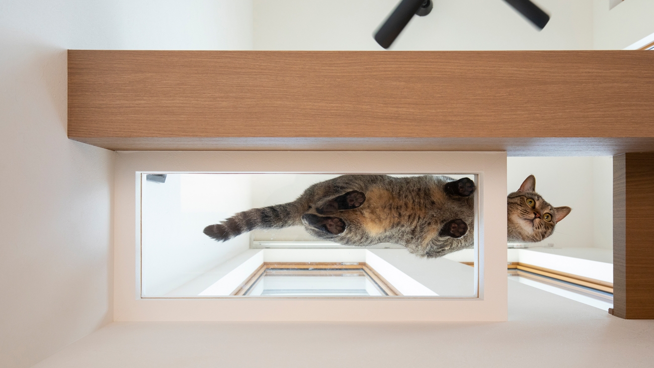 見上げると、愛猫の特等席