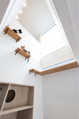 ひとも猫も快適な動線。デザイン性と遊び心を両立した住まい