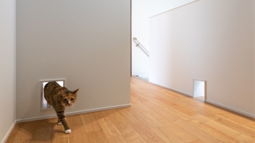ひとも猫も快適な動線。デザイン性と遊び心を両立した住まい