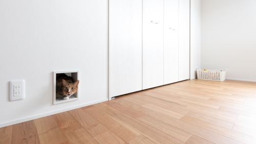 ひとも猫も快適な動線。デザイン性と遊び心を両立した住まい