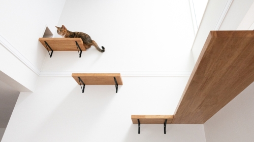 ひとも猫も快適な動線。デザイン性と遊び心を両立した住まい