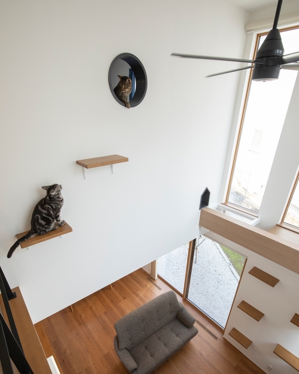 2匹の愛猫とのびのび暮らす。猫が楽しめる家