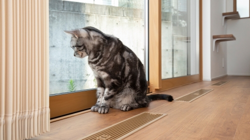 2匹の愛猫とのびのび暮らす。猫が楽しめる家